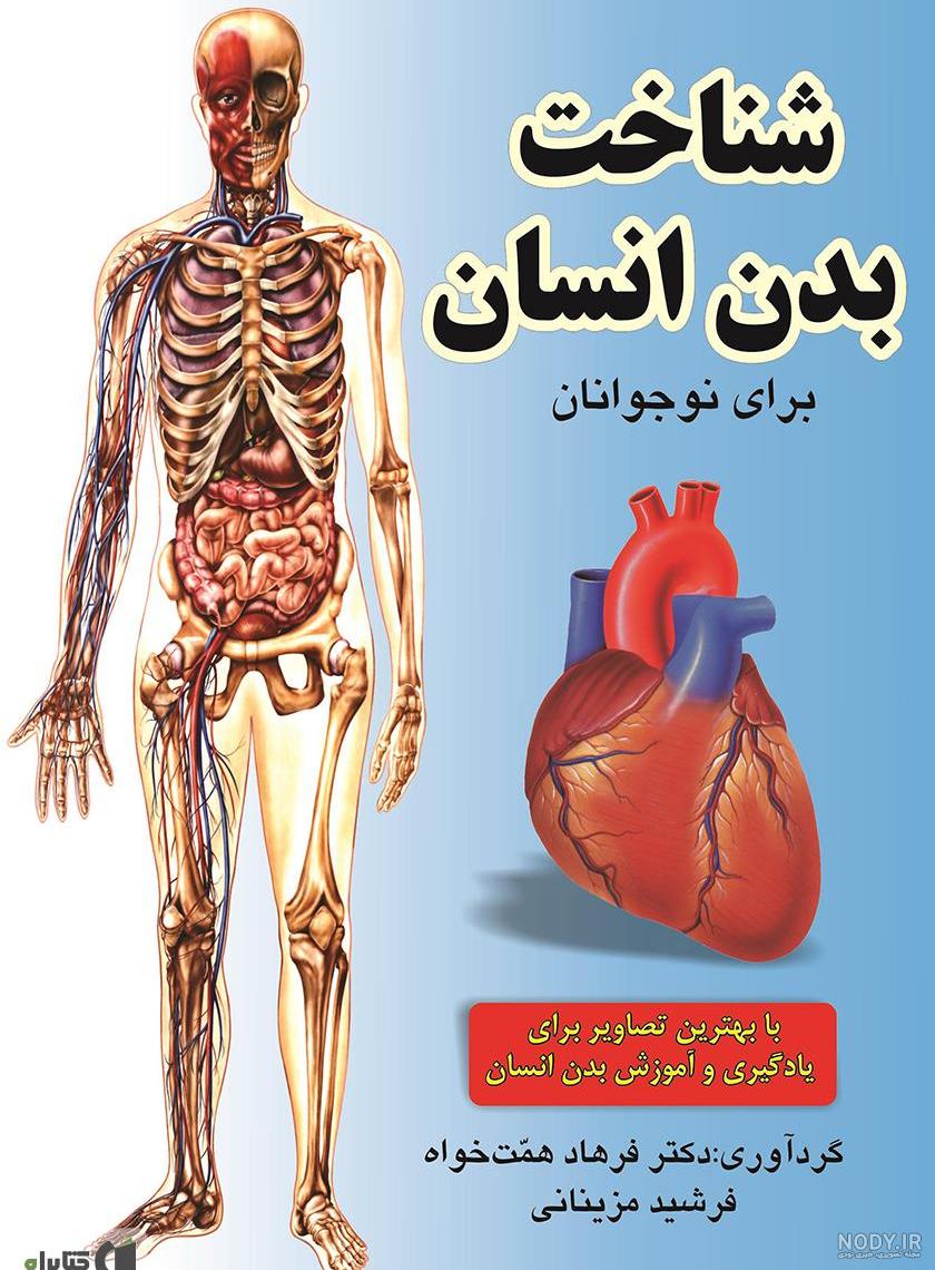 عکس آناتومی بدن کامل عکس نودی