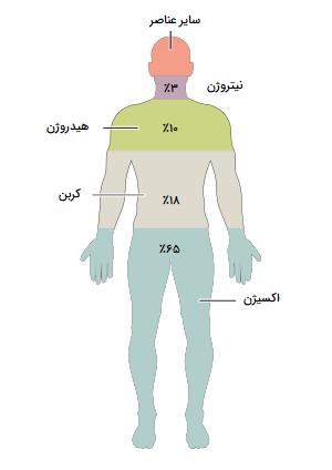 نقاشی آناتومی بدن