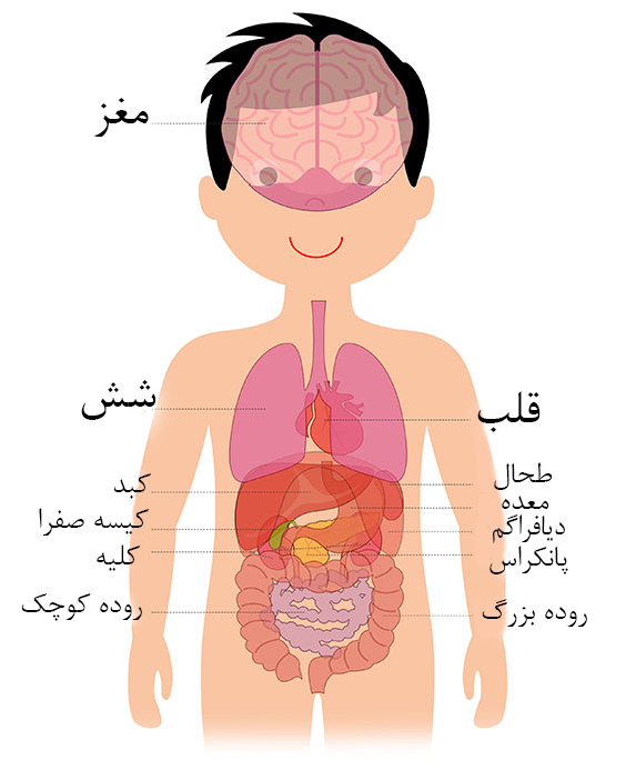 پوستر آناتومی بدن انسان