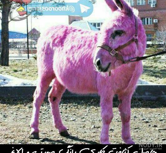 عکس پروفایل عکس پروفایل