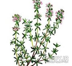 آویشن برای لکه بینی