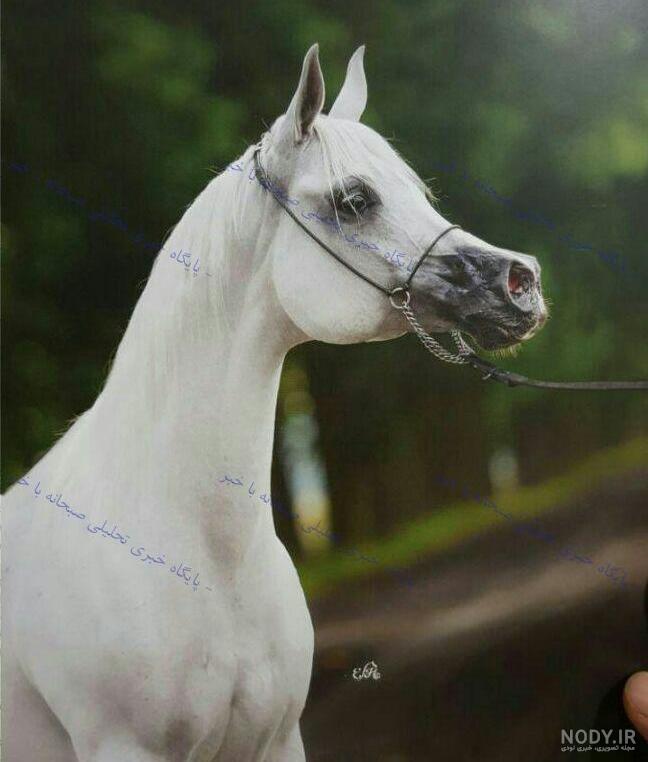 اسب جدید سردار آزمون اسب جدید سردار آزمون