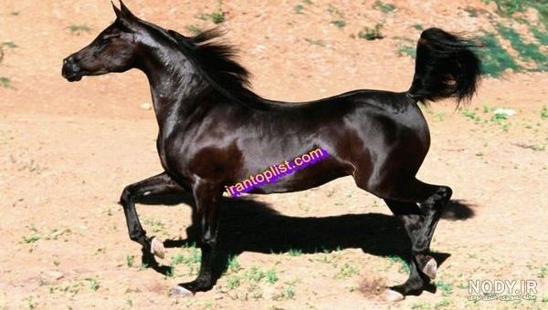اسب سردار آزمون سریک اسب سردار آزمون سریک