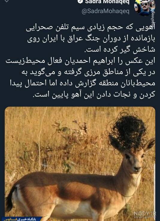 دانلود عکس آهو