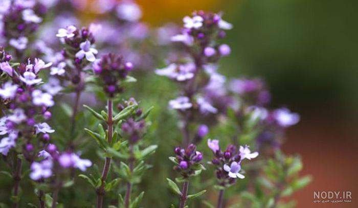 دمنوش آویشن برای درد قاعدگی