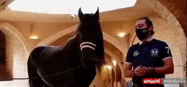زیباترین اسب جهان به نام طوفان زیباترین اسب جهان به نام طوفان