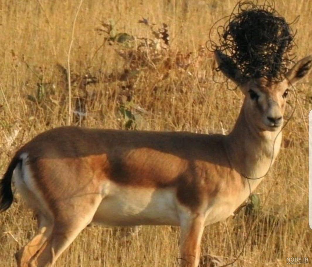 عکس آهو در طبیعت