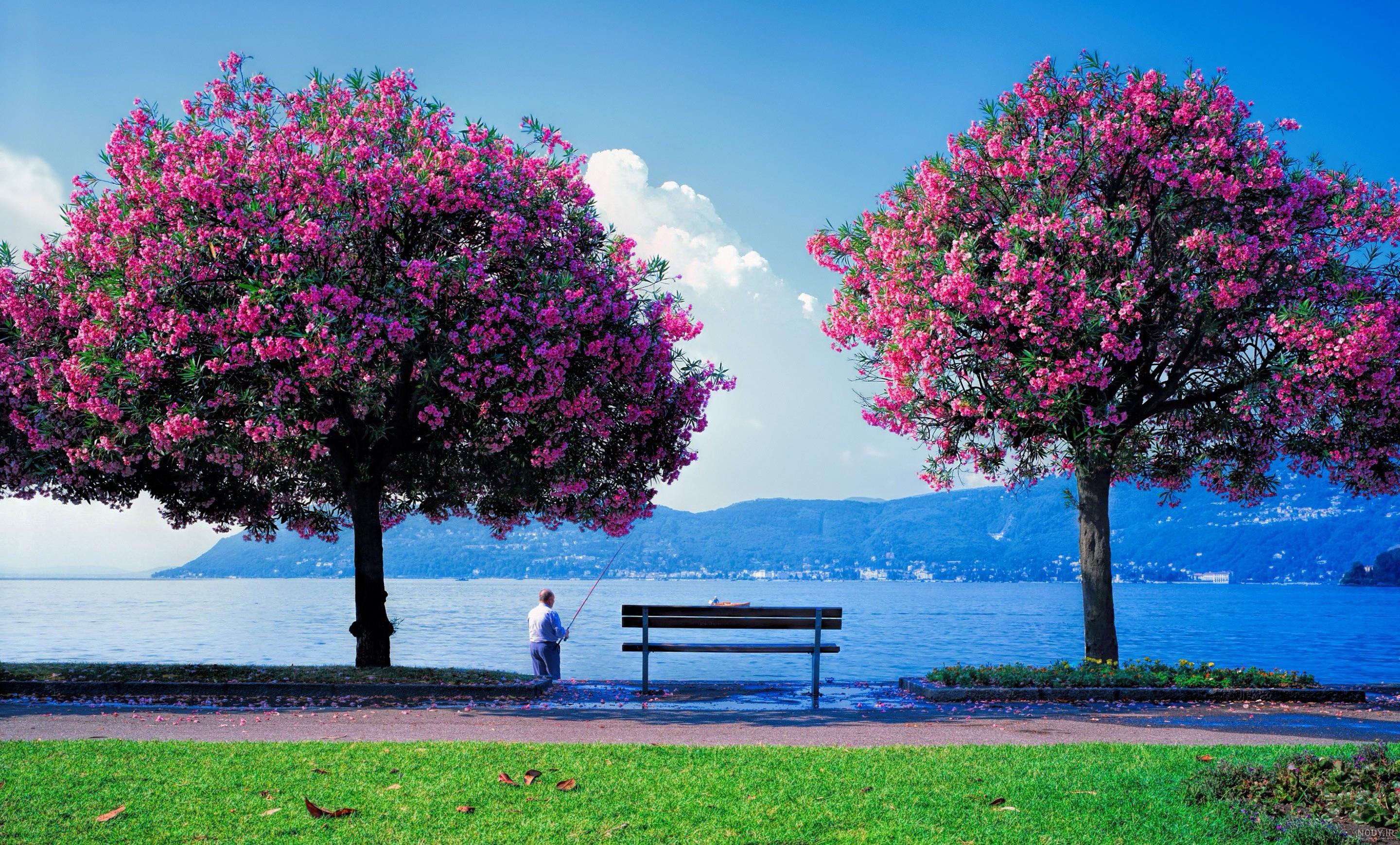 عکس بهاری سبزه عکس بهاری سبزه