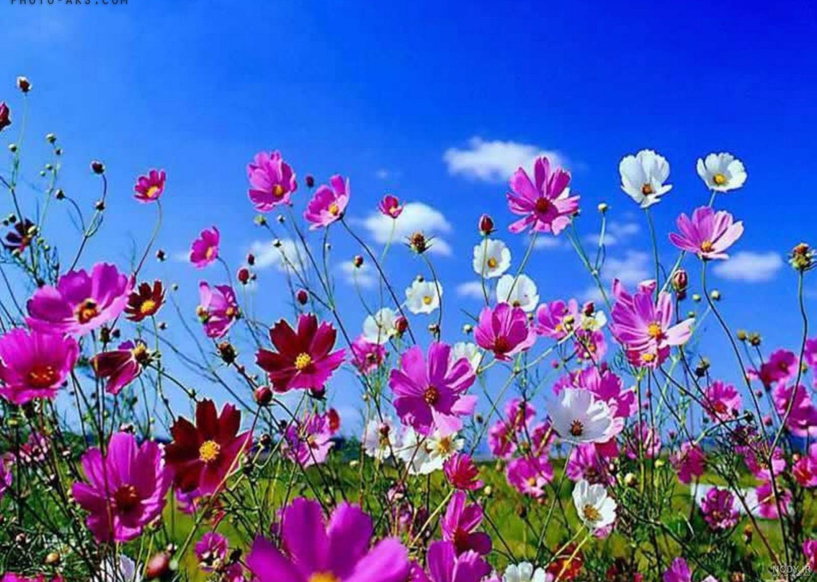 عکس زیبا از گلهای طبیعی