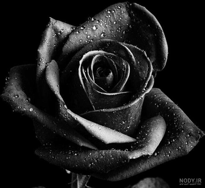 عکس سیاه گل رز