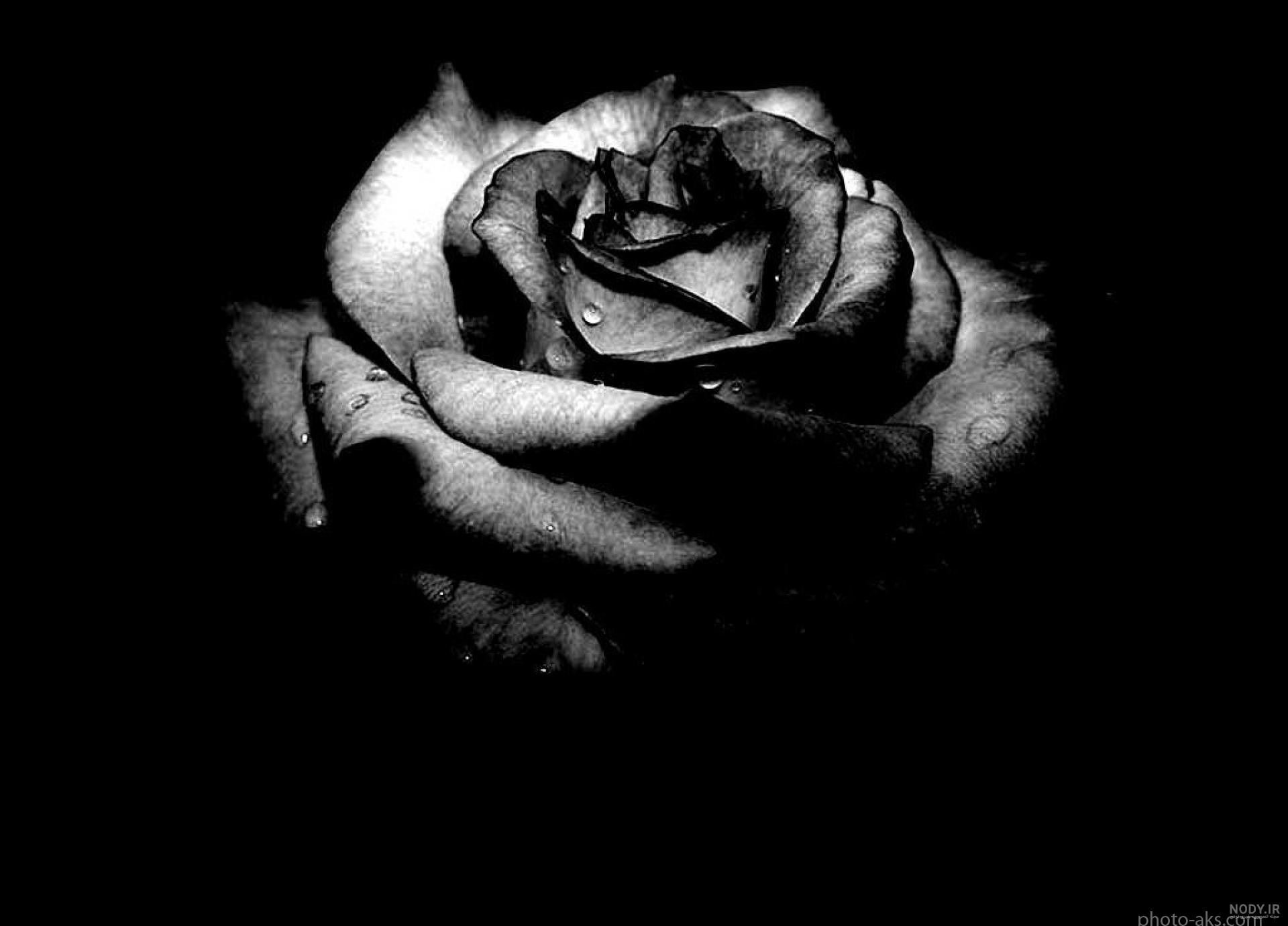 عکس سیاه گلی