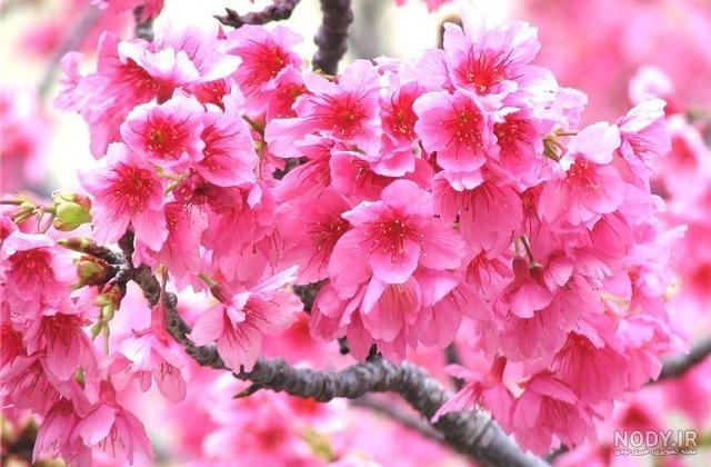 عکس نوشته بهاری زیبا عکس نوشته بهاری زیبا