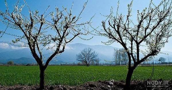 عکس پروفایل بهاری دخترانه عکس پروفایل بهاری دخترانه