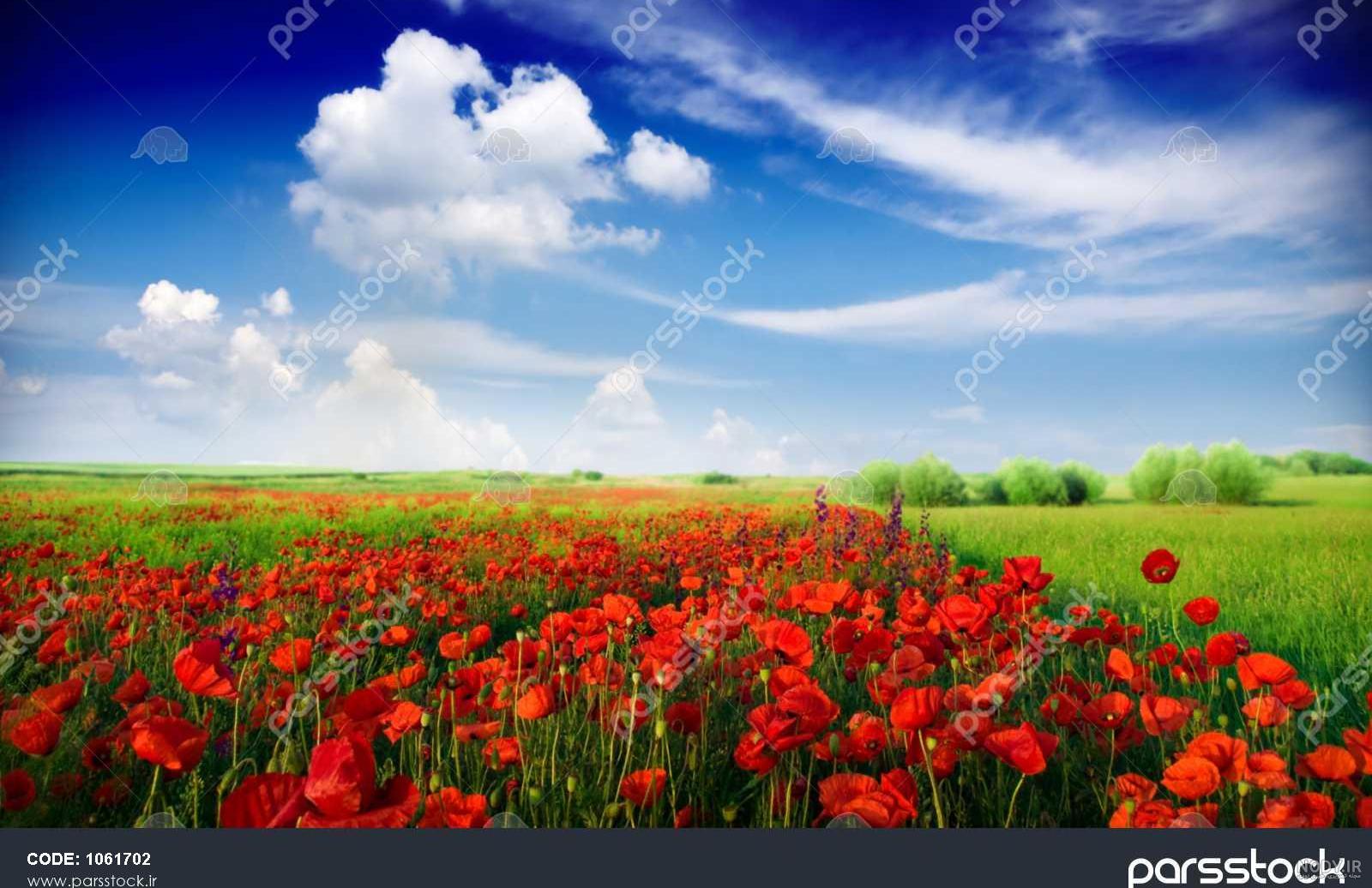 عکس کلبه در طبیعت عکس کلبه در طبیعت