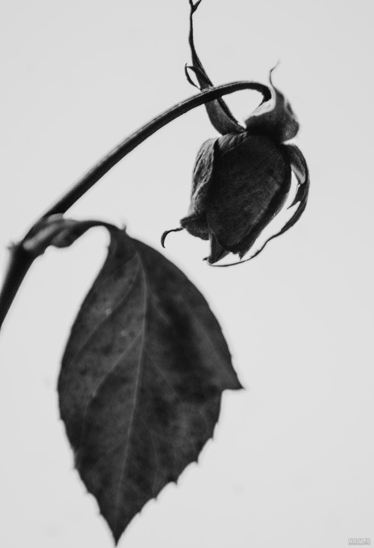 عکس گل سیاه برای تسلیت