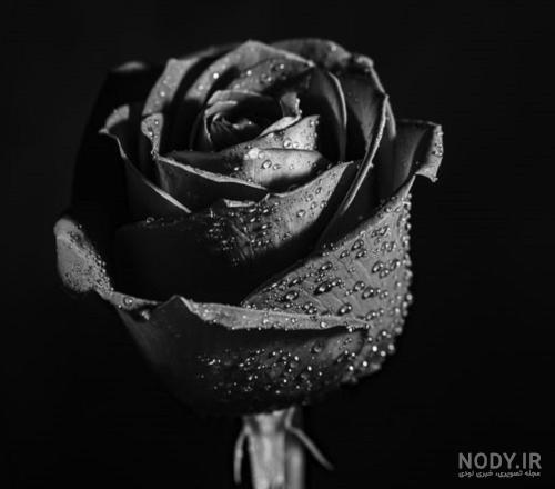 عکس گل سیاه برای پروفایل
