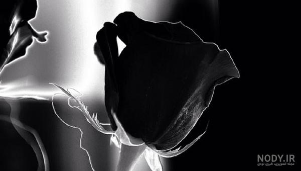 عکس گل سیاه و سفید