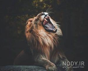 عکسهای شیر غران عکسهای شیر غران