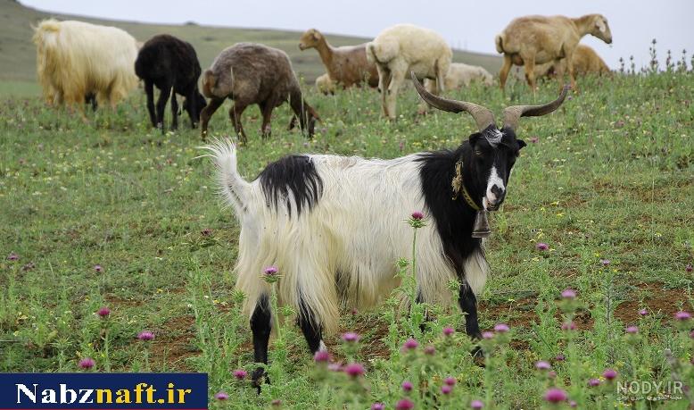 قیمت زمین در رودبارک کلاردشت قیمت زمین در رودبارک کلاردشت