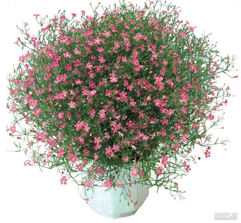 قیمت هر شاخه گل رز هلندی