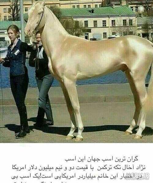گرانترین اسب سردار آزمون گرانترین اسب سردار آزمون