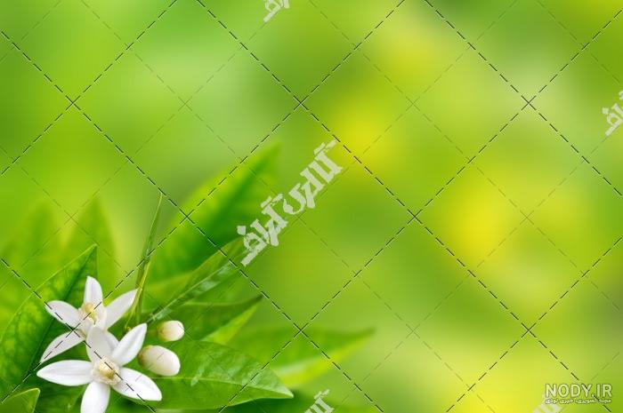 تصویر زمینه سبز زیبا تصویر زمینه سبز زیبا