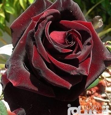 دانلود عکس گل رز قرمز دانلود عکس گل رز قرمز
