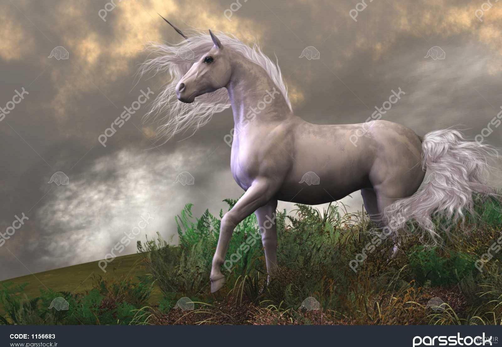 زیباترین اسب سفید دنیا