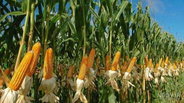 عکس از ذرت علوفه ای