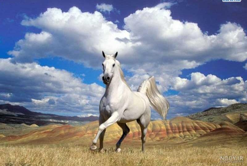 عکس اسب سفید در طبیعت