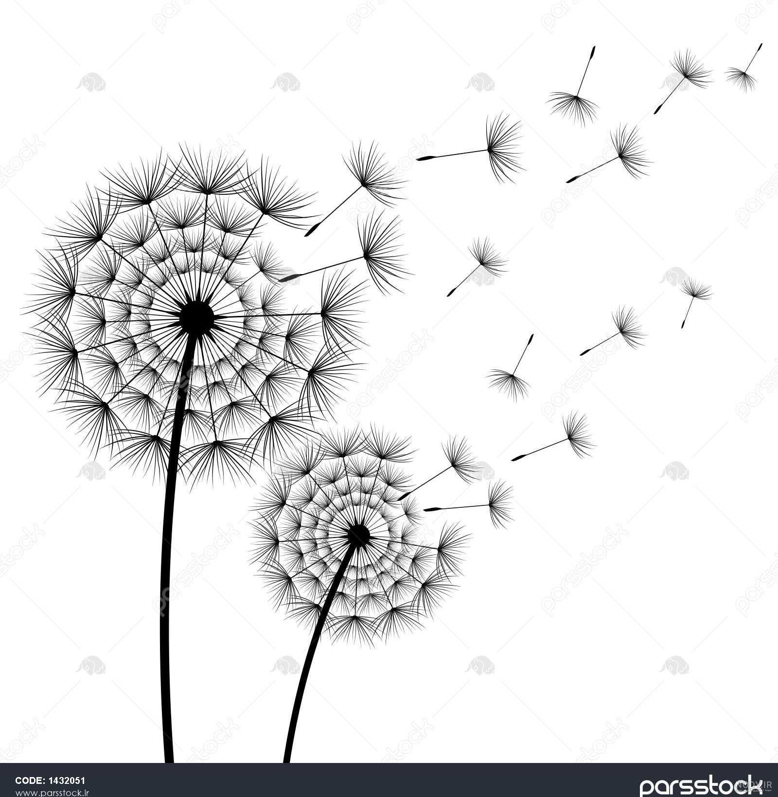 عکس اسب سفید زیبا عکس اسب سفید زیبا