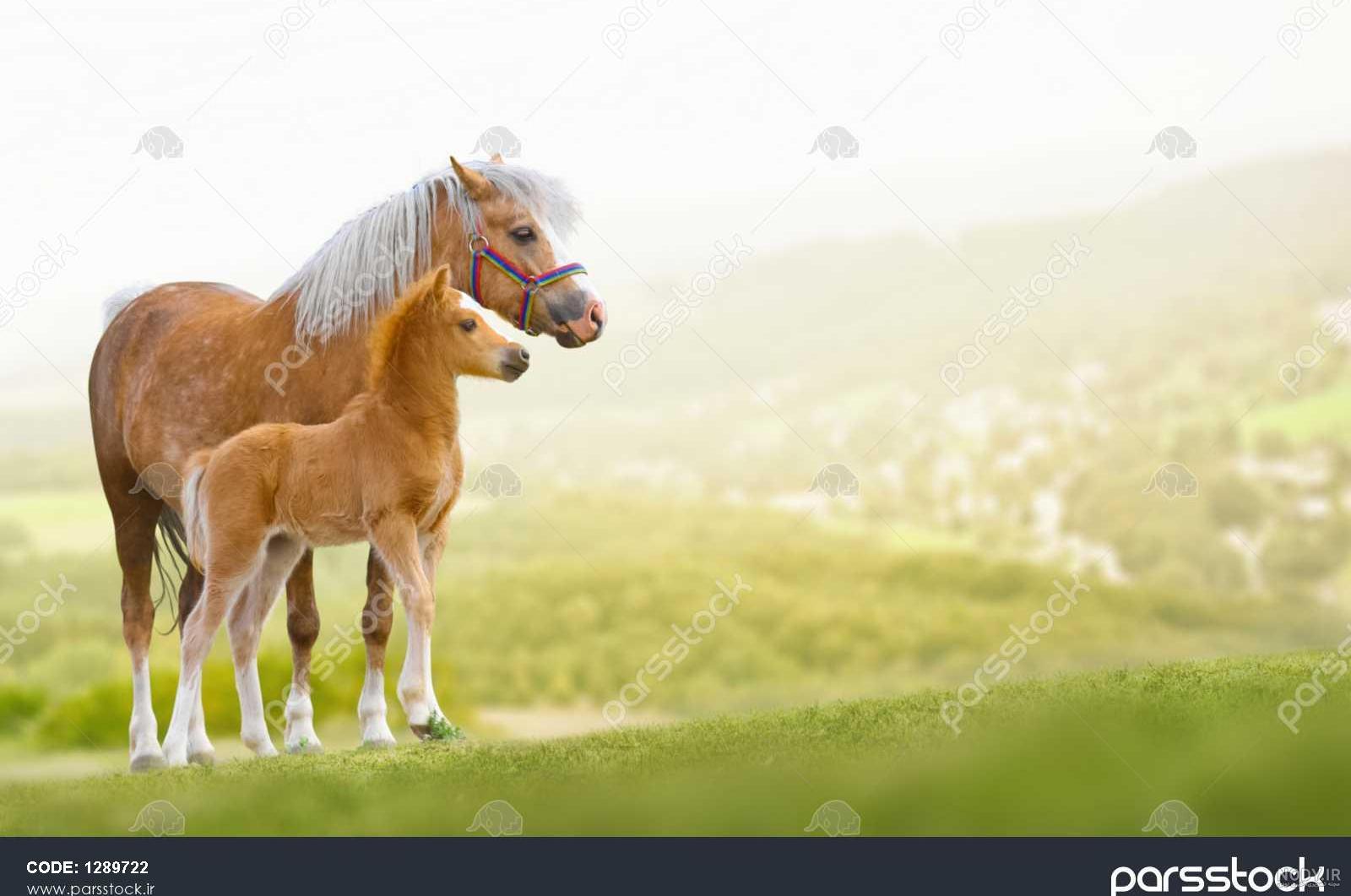 عکس اسب عرب