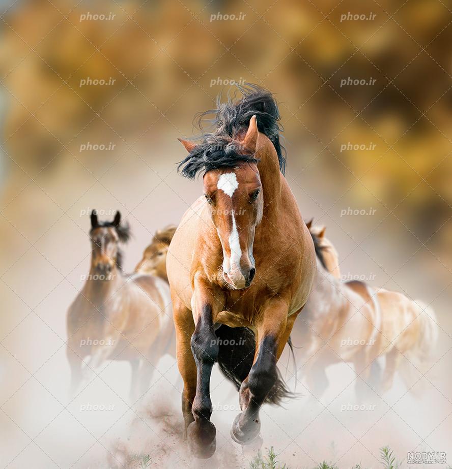 عکس اسب وحشی در طبیعت
