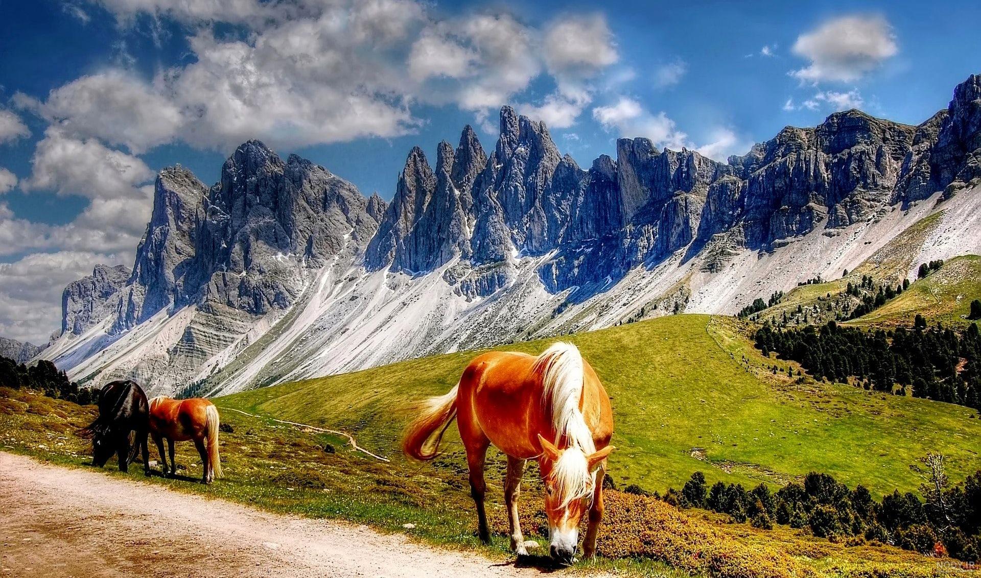 عکس اسب وحشی در طبیعت