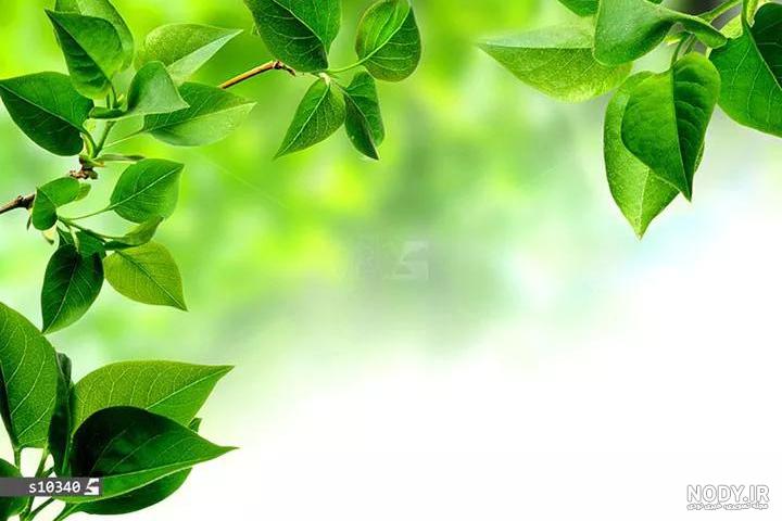 عکس سفید سبز عکس سفید سبز