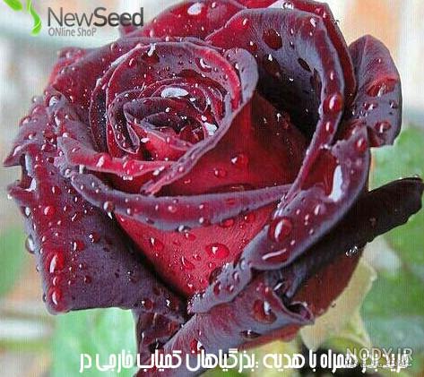 عکس شاخه گل رز قرمز عکس شاخه گل رز قرمز
