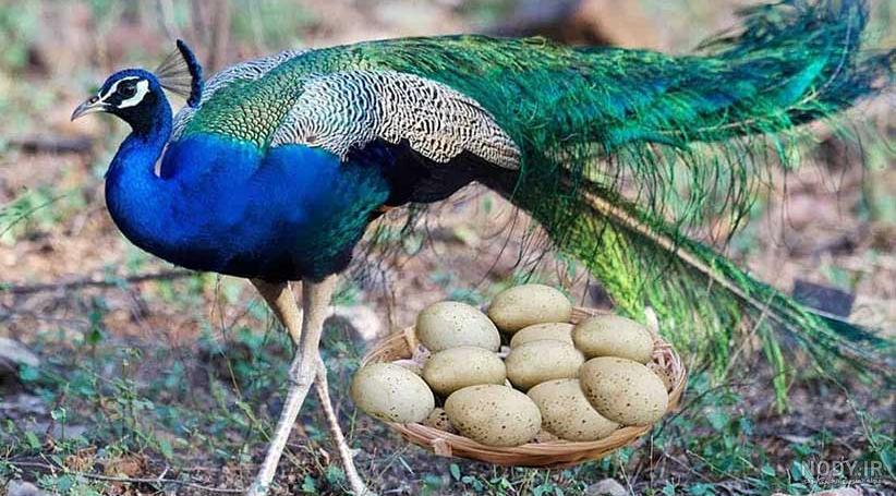 عکس طاووس سفید بسیار زیبا عکس طاووس سفید بسیار زیبا