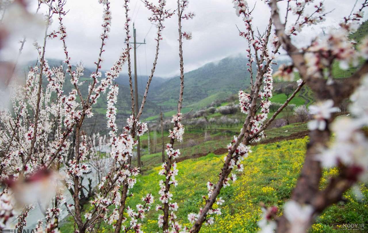 عکس نوشته بهاری عکس نوشته بهاری