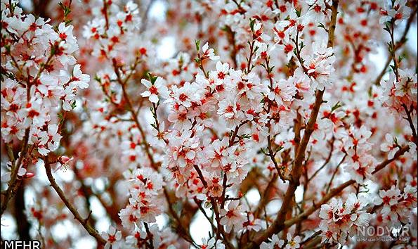 عکس نوشته بهاری برای پروفایل عکس نوشته بهاری برای پروفایل