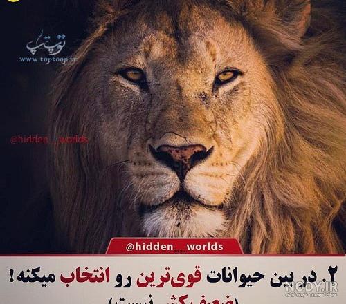 عکس پرچم پرسپولیس عکس پرچم پرسپولیس