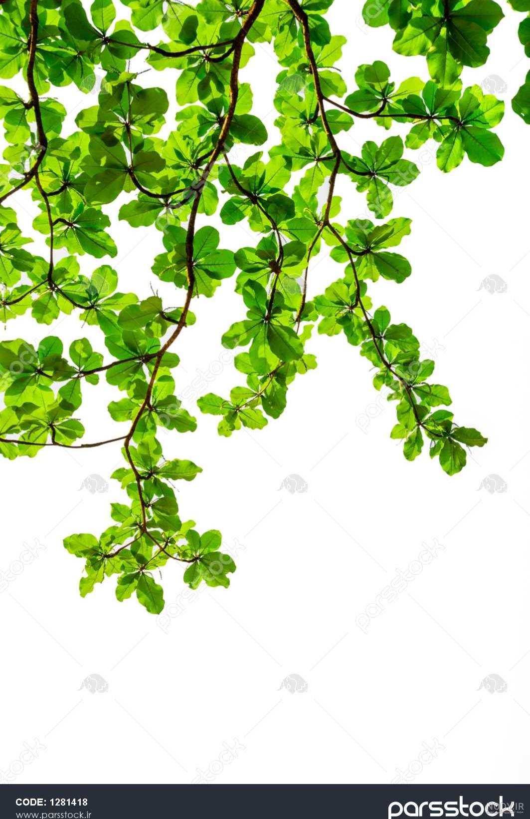 عکس کیک سبز و سفید عکس کیک سبز و سفید