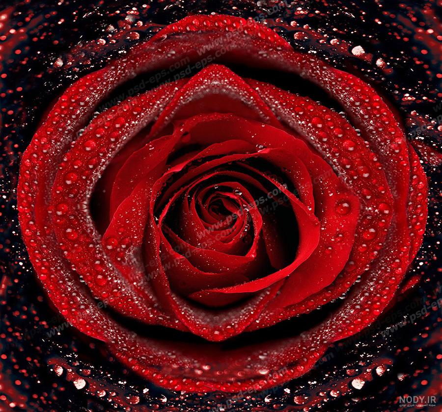 عکس گل رز زرد عکس گل رز زرد
