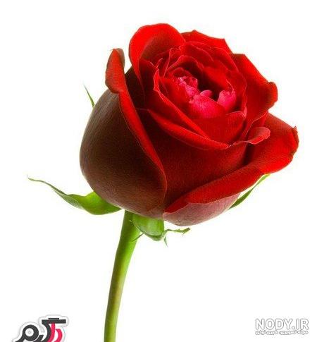 عکس گل رز سفید هلندی عکس گل رز سفید هلندی
