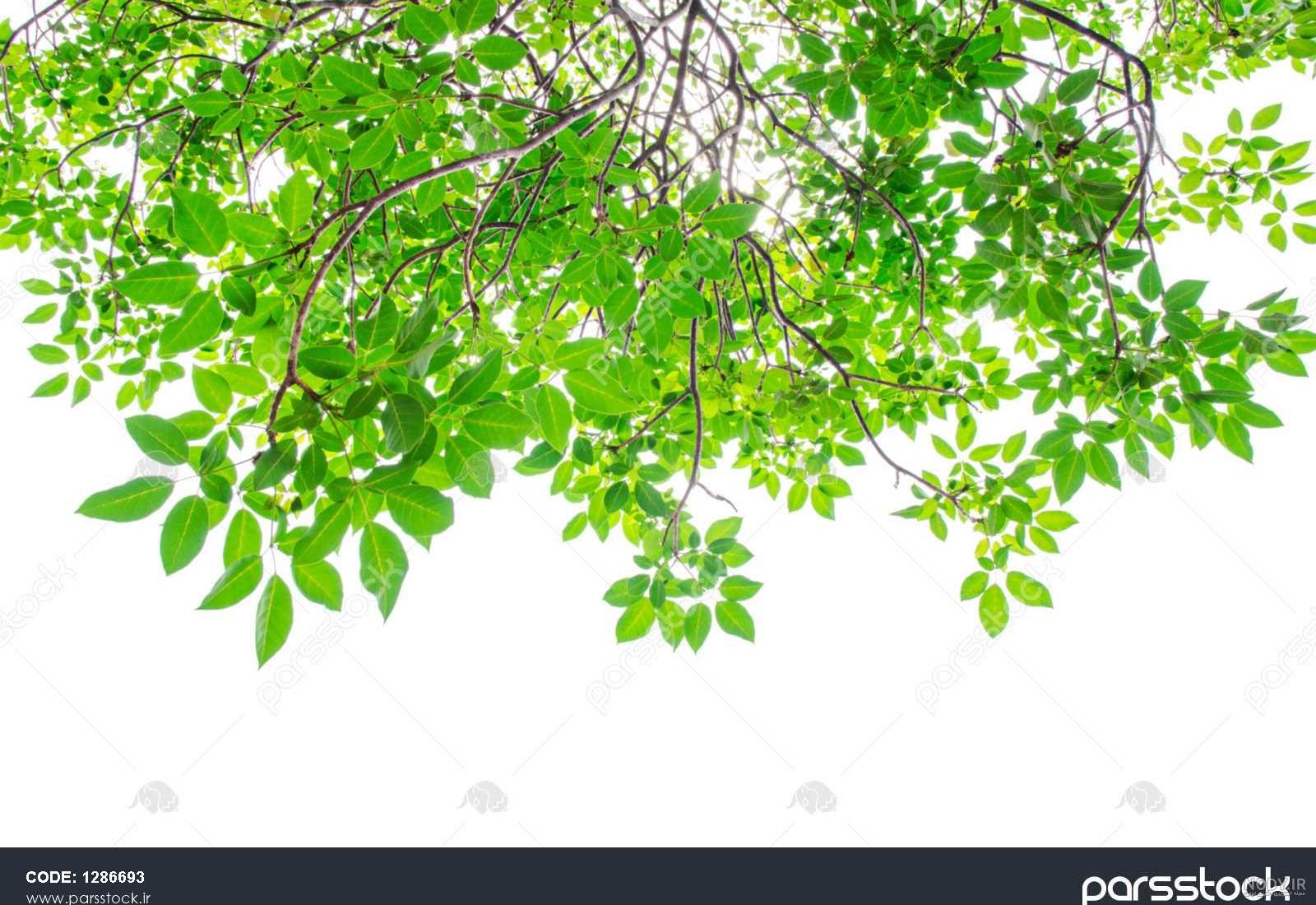 عکس گل سبز و سفید عکس گل سبز و سفید