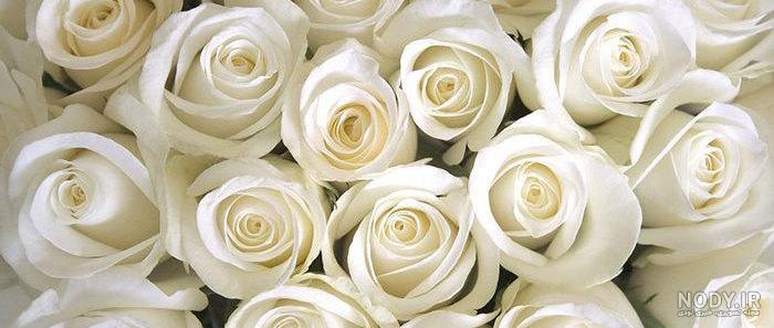 عکس گل نوشته دار