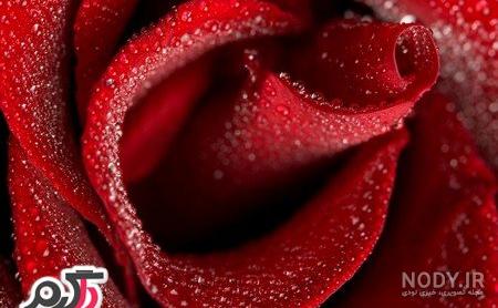 عکس گل نوشته دار عاشقانه عکس گل نوشته دار عاشقانه