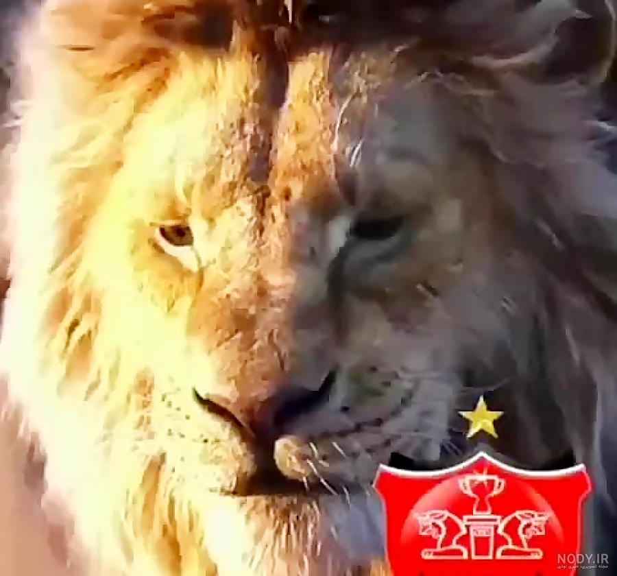 غرش بچه شیر غرش بچه شیر
