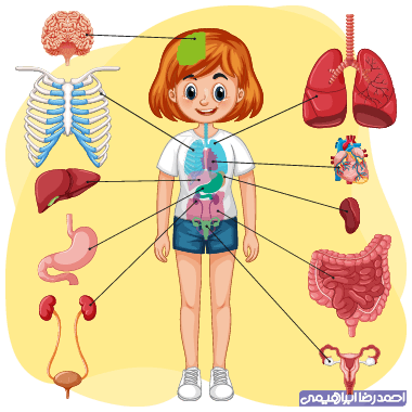 نقاشی اعضای داخلی بدن برای کودکان
