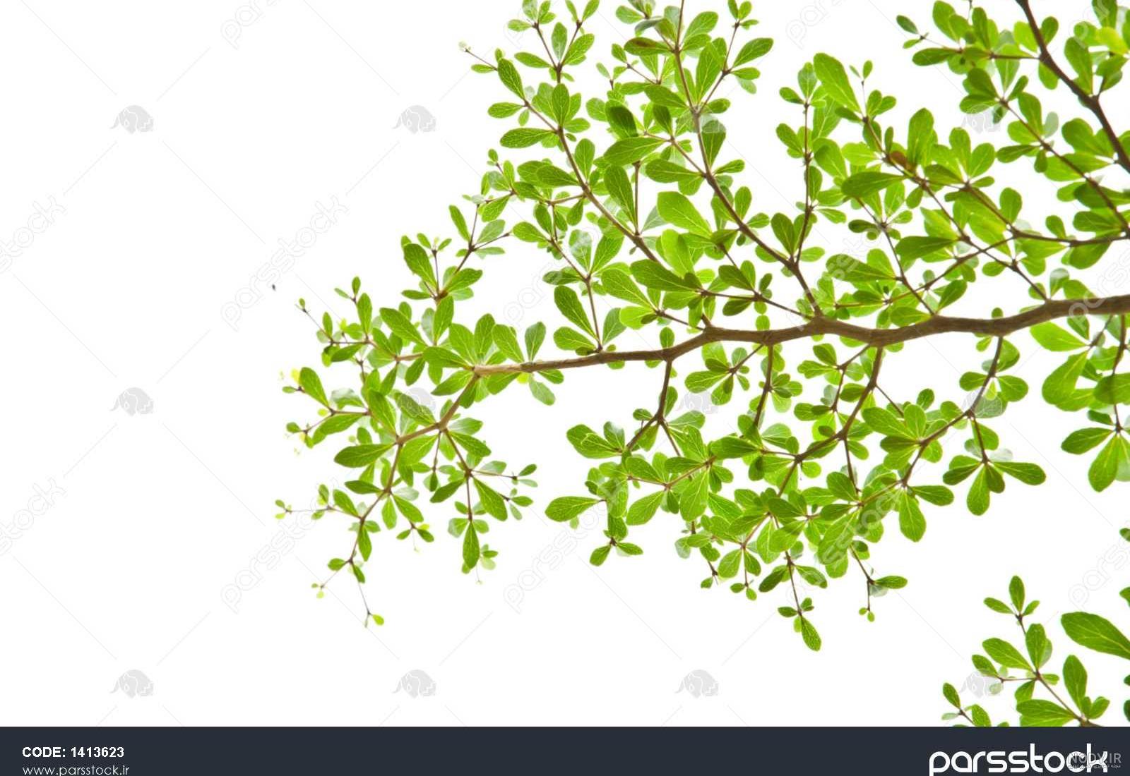 والپیپر سبز آبی والپیپر سبز آبی