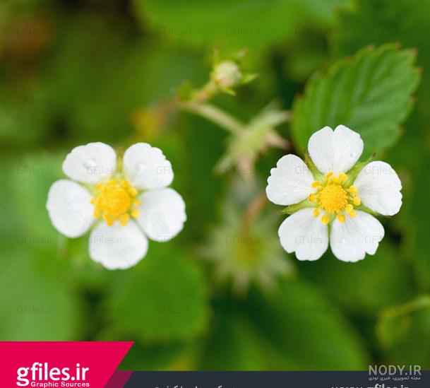 والپیپر سبز ساده والپیپر سبز ساده